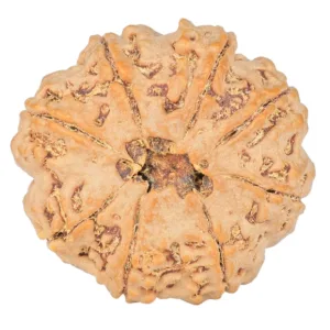 8 Mukhi Rudraksha 29.8mm 8.18gm - Rudraksha back