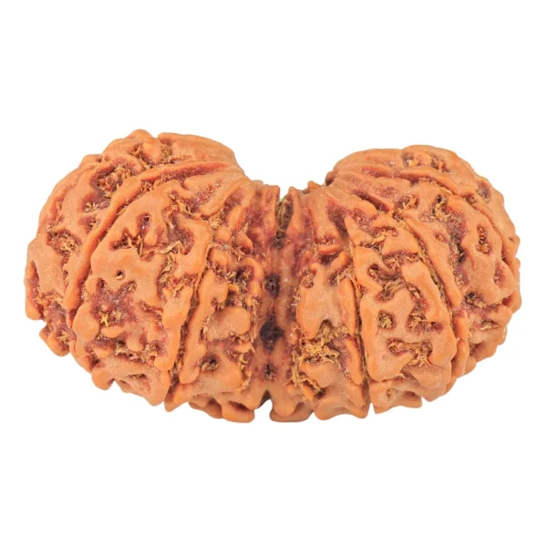 12 MK Gaurishankar 41.1mm 8.65gm - Rudraksha back