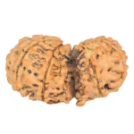 10 Mk Gaurishankar 35.1mm 5.5gm - Rudraksha back