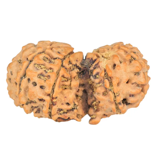 10 Mk Gaurishankar 35.1mm 5.5gm - Rudraksha back