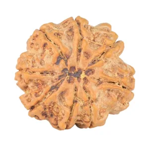 8 Mukhi Rudraksha 27.4mm 6.62gm - Rudraksha back