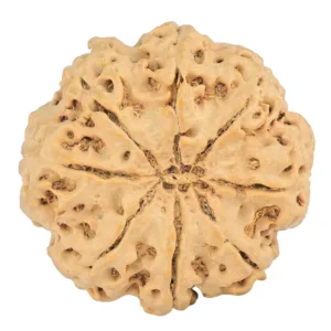 8 Mukhi Rudraksha 30.6mm 7.52gm - Rudraksha back