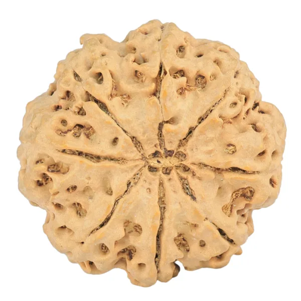 8 Mukhi Rudraksha 30.6mm 7.52gm - Rudraksha back