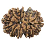 13 MK Gaurishankar 31.2mm 4.71gm - Rudraksha back