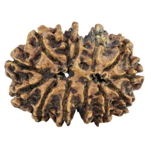 13 MK Gaurishankar 31.2mm 4.71gm - Rudraksha back