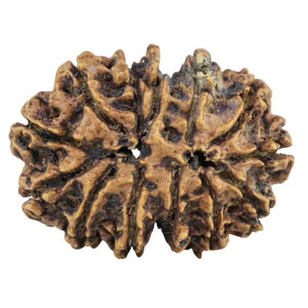 13 MK Gaurishankar 31.2mm 4.71gm - Rudraksha back
