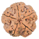 5 Mukhi Rudraksha 29.6mm 9.58gm - Rudraksha back