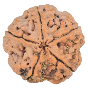 5 Mukhi Rudraksha 29.6mm 9.58gm - Rudraksha back