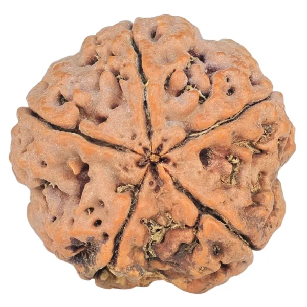 5 Mukhi Rudraksha 29.6mm 9.58gm - Rudraksha back