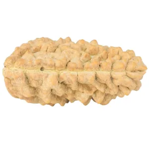 1 Mukhi Rudraksha 34mm 4.87gm - Rudraksha back