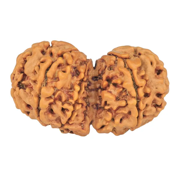 9 MK Gaurishankar 37.4mm 6.79gm - Rudraksha back