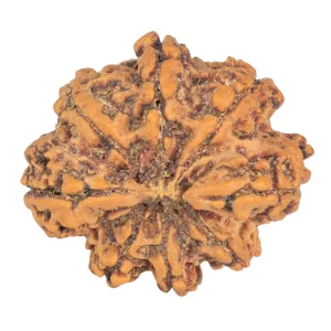 Sawar/Ganesh (7+1) 27.7mm 4.92gm - Rudraksha back