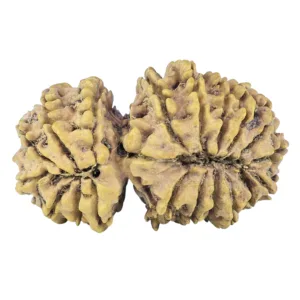 19 MK Gaurishankar 34.2mm 4.12gm - Rudraksha back