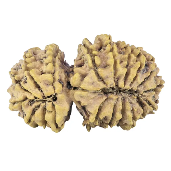 19 MK Gaurishankar 34.2mm 4.12gm - Rudraksha back