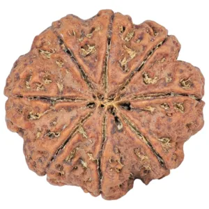 8 Mukhi Rudraksha 28.8mm 7.37gm - Rudraksha back