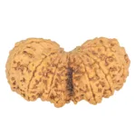 10 Mk Gaurishankar 40mm 8.83gm - Rudraksha back