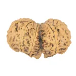 9 MK Gaurishankar 39.3mm 7.49gm - Rudraksha back