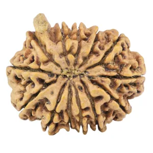 13 Mukhi Ganesh 28.9mm 5.48gm - Rudraksha back