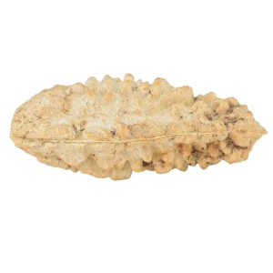 1 Mukhi Rudraksha 41.4mm 5gm - Rudraksha back
