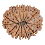 13 Mukhi Rudraksha 25.5mm 3.91gm - Rudraksha back