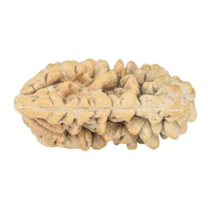1 Mukhi Rudraksha 34.8mm 4.87gm - Rudraksha back