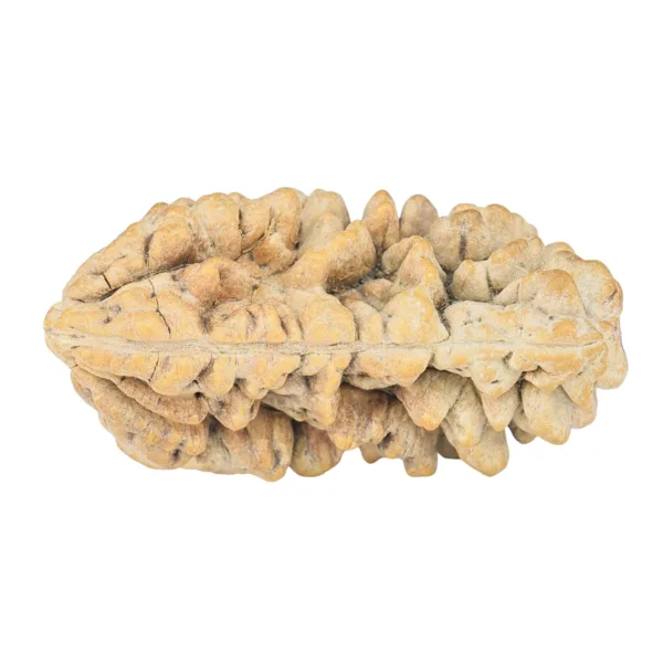 1 Mukhi Rudraksha 34.8mm 4.87gm - Rudraksha back