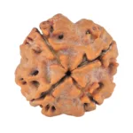 4 Mukhi Rudraksha 19mm 3gm - Rudraksha back