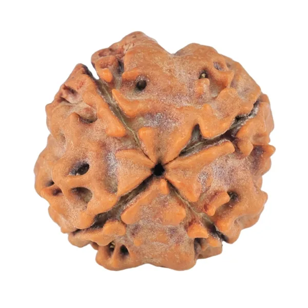 4 Mukhi Rudraksha 19mm 3gm - Rudraksha back