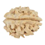 1 Mukhi Rudraksha 19.2mm 1.88gm - Rudraksha back