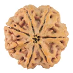 7 Mukhi Rudraksha 27.3mm 8.06gm - Rudraksha back