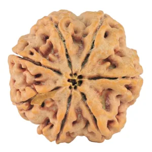 7 Mukhi Rudraksha 27.3mm 8.06gm - Rudraksha back