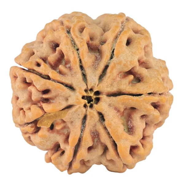 7 Mukhi Rudraksha 27.3mm 8.06gm - Rudraksha back