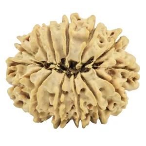 14 Mukhi Rudraksha 27.4mm 3.85gm - Rudraksha back