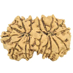 16 Mukhi Gaurishankar 31.4mm 4.45gm - Rudraksha back