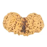 11 MK Gaurishankar 40.4mm 7.07gm - Rudraksha back