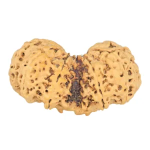 11 MK Gaurishankar 40.4mm 7.07gm - Rudraksha back