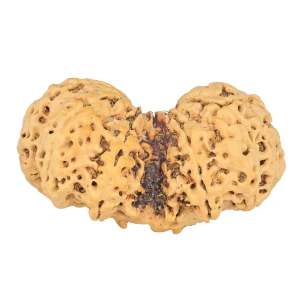 11 MK Gaurishankar 40.4mm 7.07gm - Rudraksha back