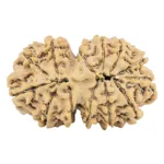 13 Mukhi Gaurishankar 33.4mm 5.64gm - Rudraksha back