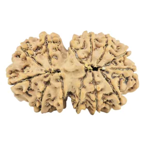 13 Mukhi Gaurishankar 33.4mm 5.64gm - Rudraksha back