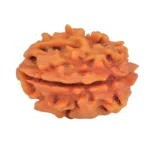 1 Mukhi Rudraksha 22.9mm 2.92gm - Rudraksha back