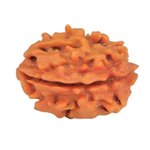 1 Mukhi Rudraksha 22.9mm 2.92gm - Rudraksha back