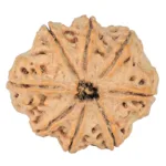 8 Mukhi Rudraksha 28.9mm 6.48gm - Rudraksha back