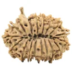 18 Mukhi Ganesh 32.3mm 5.11gm - Origin: Nepal - Rudraksha back