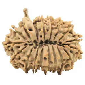 18 Mukhi Ganesh 32.3mm 5.11gm - Origin: Nepal - Rudraksha back