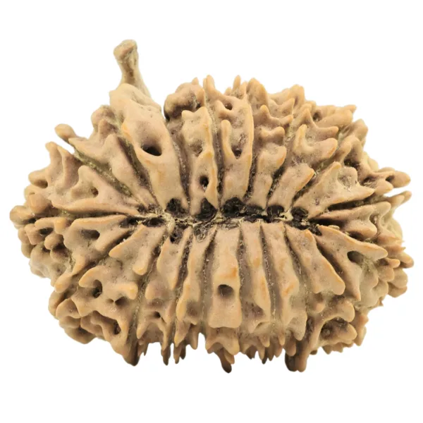 18 Mukhi Ganesh 32.3mm 5.11gm - Origin: Nepal - Rudraksha back