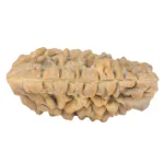 1 Mukhi Rudraksha 36.2mm 5.32gm - Rudraksha back