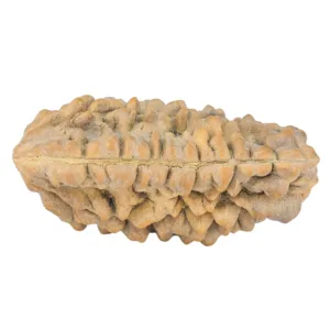 1 Mukhi Rudraksha 36.2mm 5.32gm - Rudraksha back
