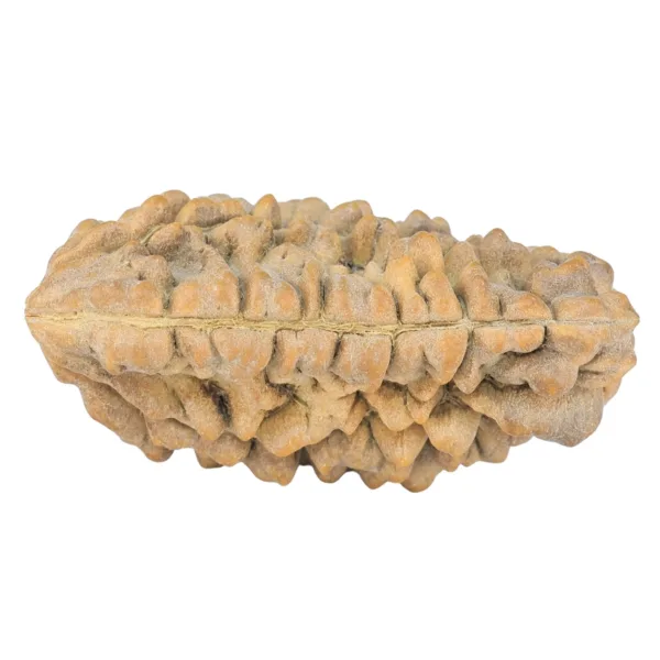 1 Mukhi Rudraksha 36.2mm 5.32gm - Rudraksha back