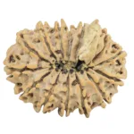 14 Mukhi Ganesh 31mm 5.3gm - Rudraksha back