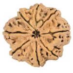 8 Mukhi Rudraksha 29.4mm 5.85gm - Rudraksha back
